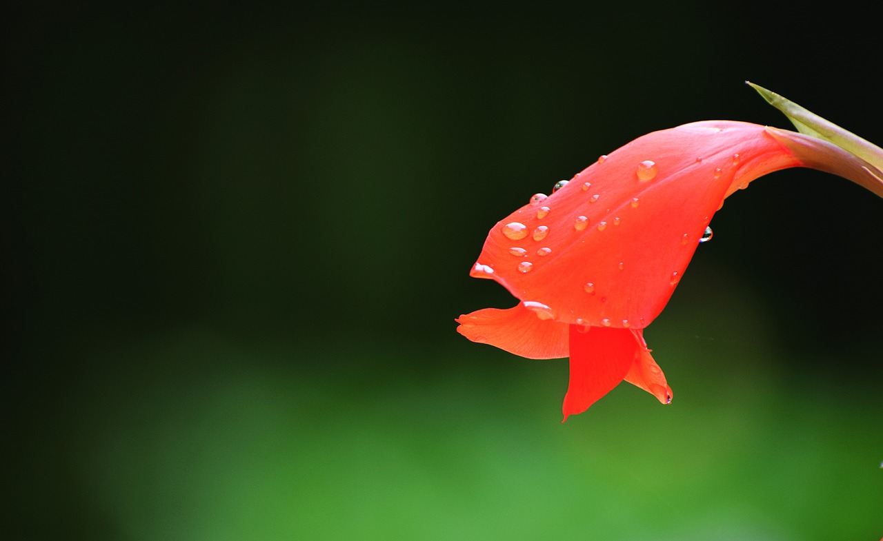 nature  blossom  petals free photo