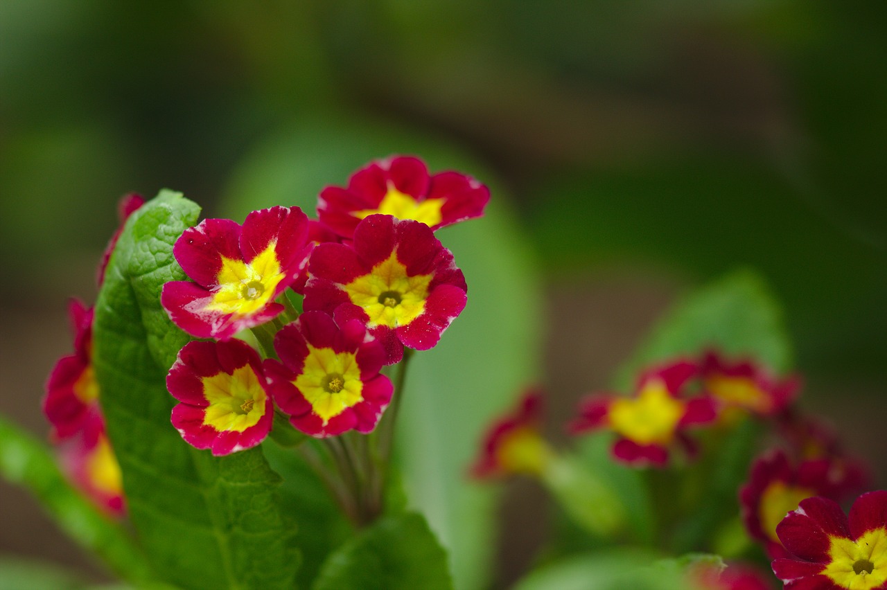 nature  flower  red free photo