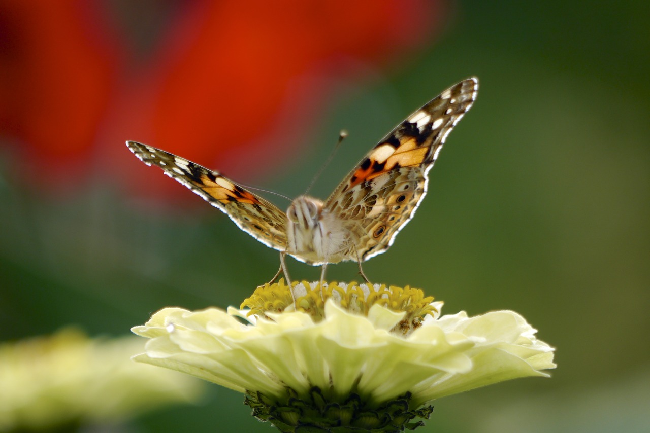 nature  butterfly  macro free photo