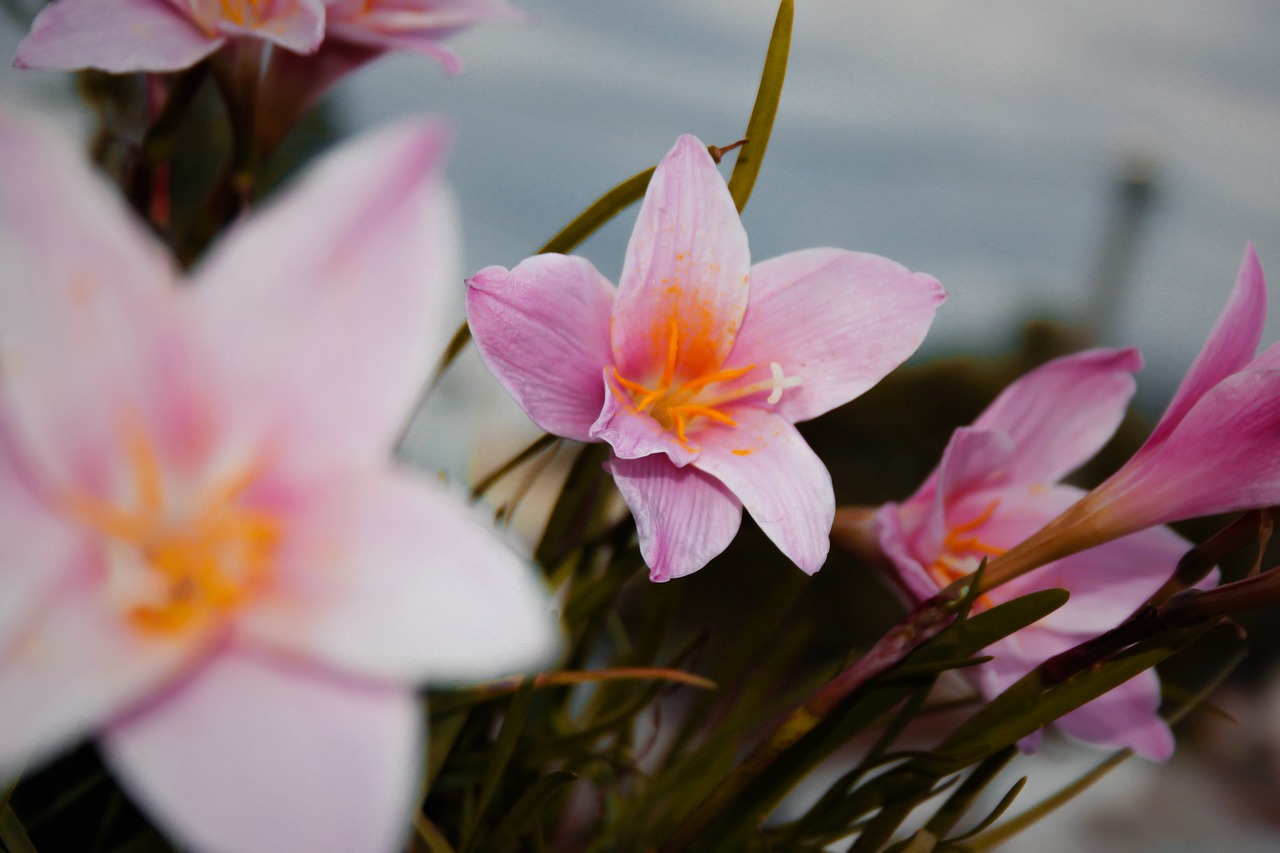 nature  flower  flowers free photo