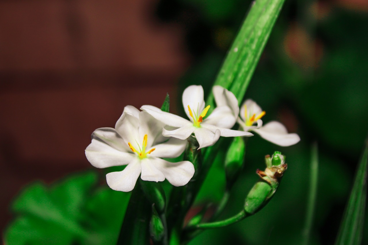 nature  flowers  petals free photo