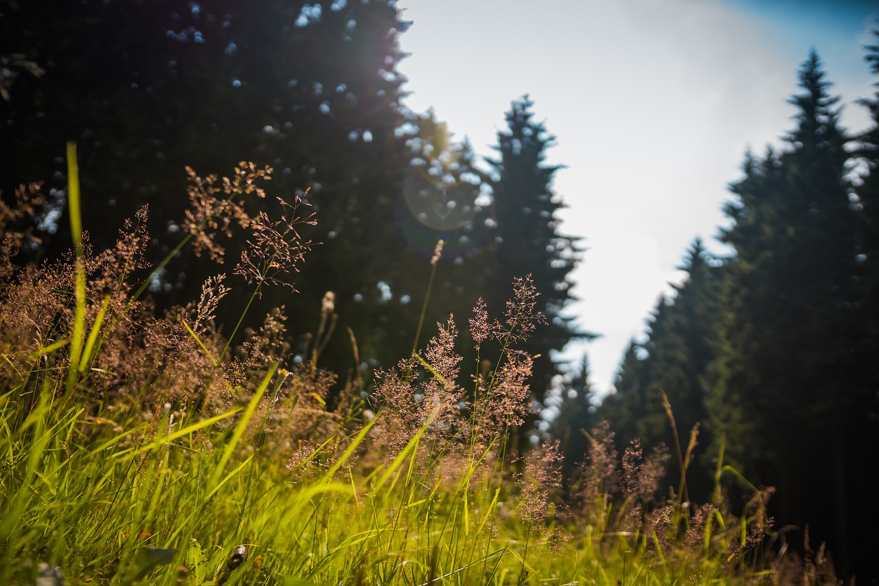 nature  trees  grass free photo