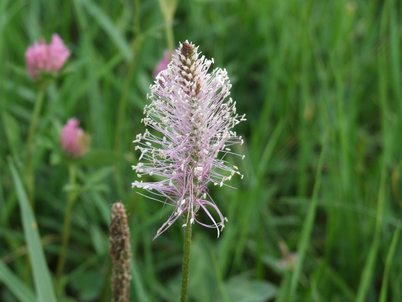 nature  plants  meadow free photo