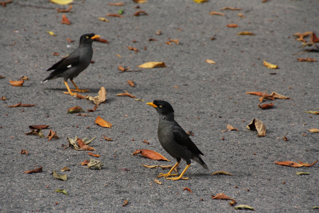 nature  singapore  mynah free photo