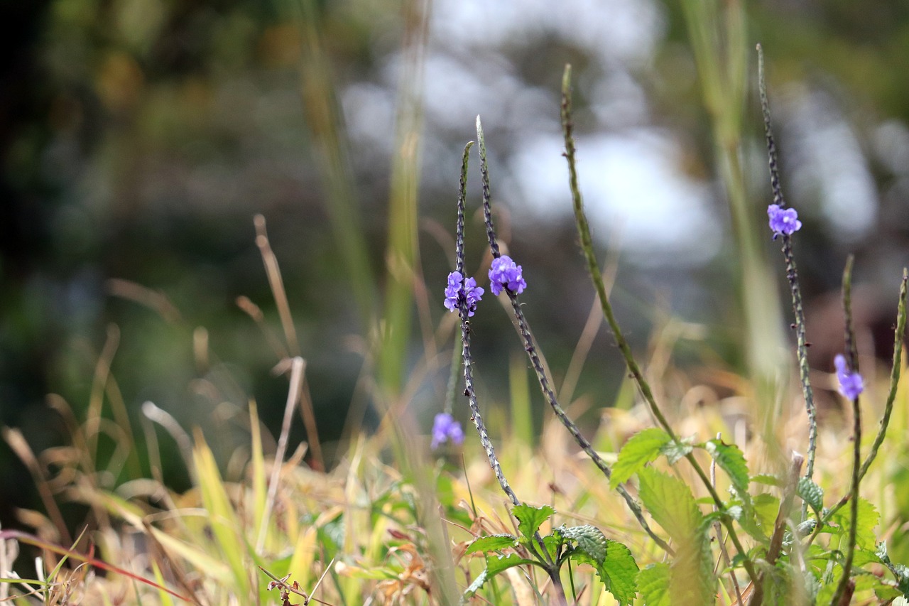 nature  flowers  meadows free photo