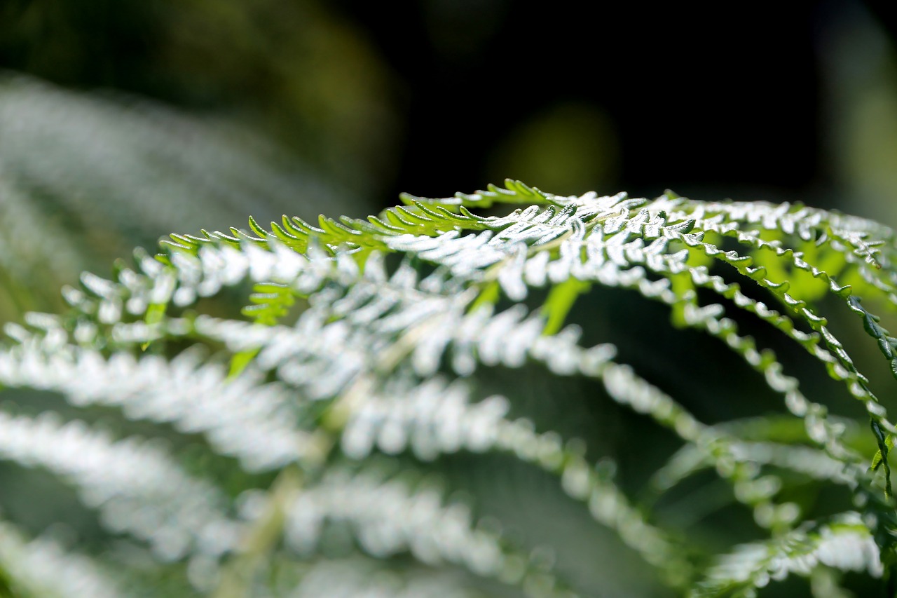 nature  green  forest free photo