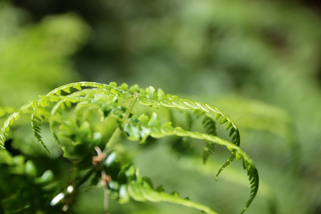 nature  green  forest free photo