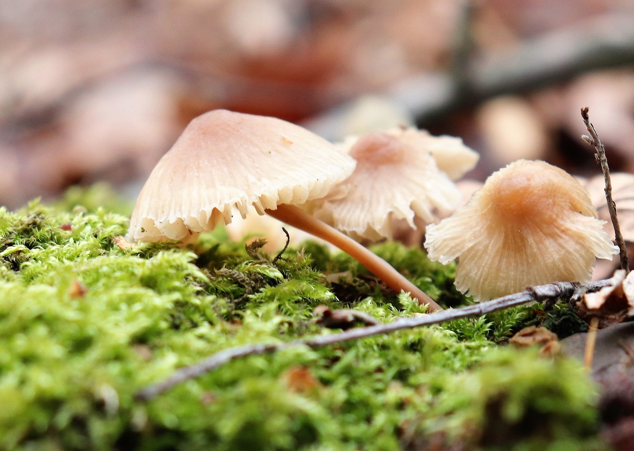 nature  forest  mushrooms free photo