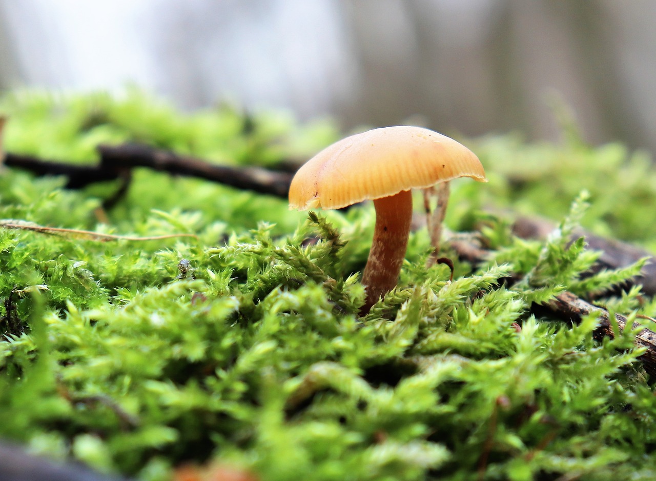 nature  forest  mushrooms free photo