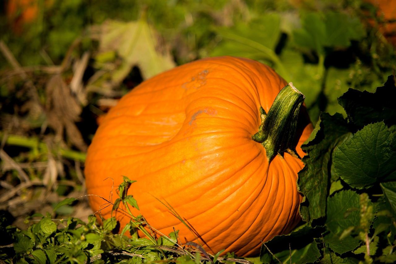 nature  fall  orange free photo