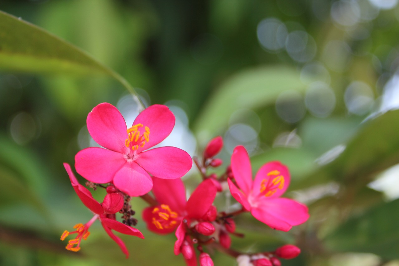 nature  flower  spring free photo