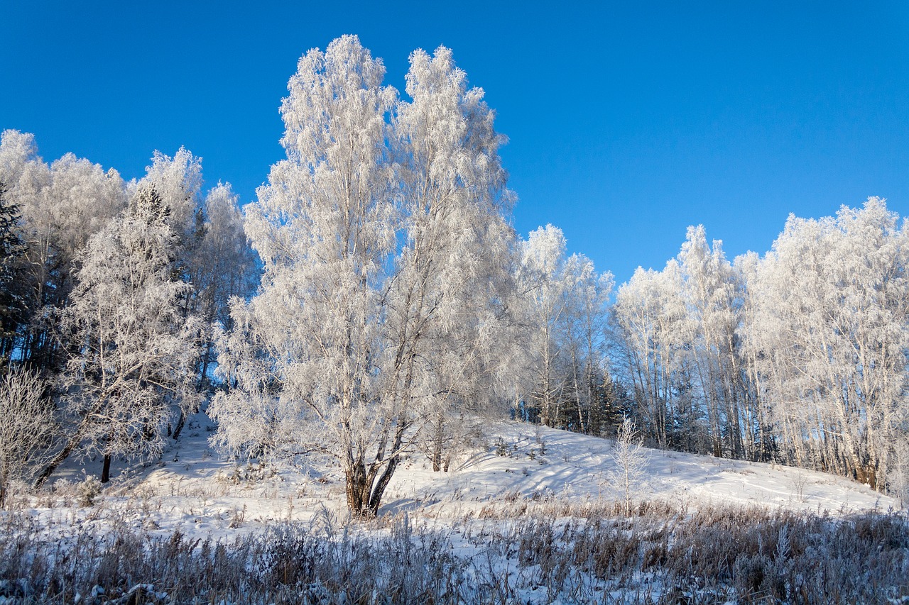 nature  forest  winter free photo