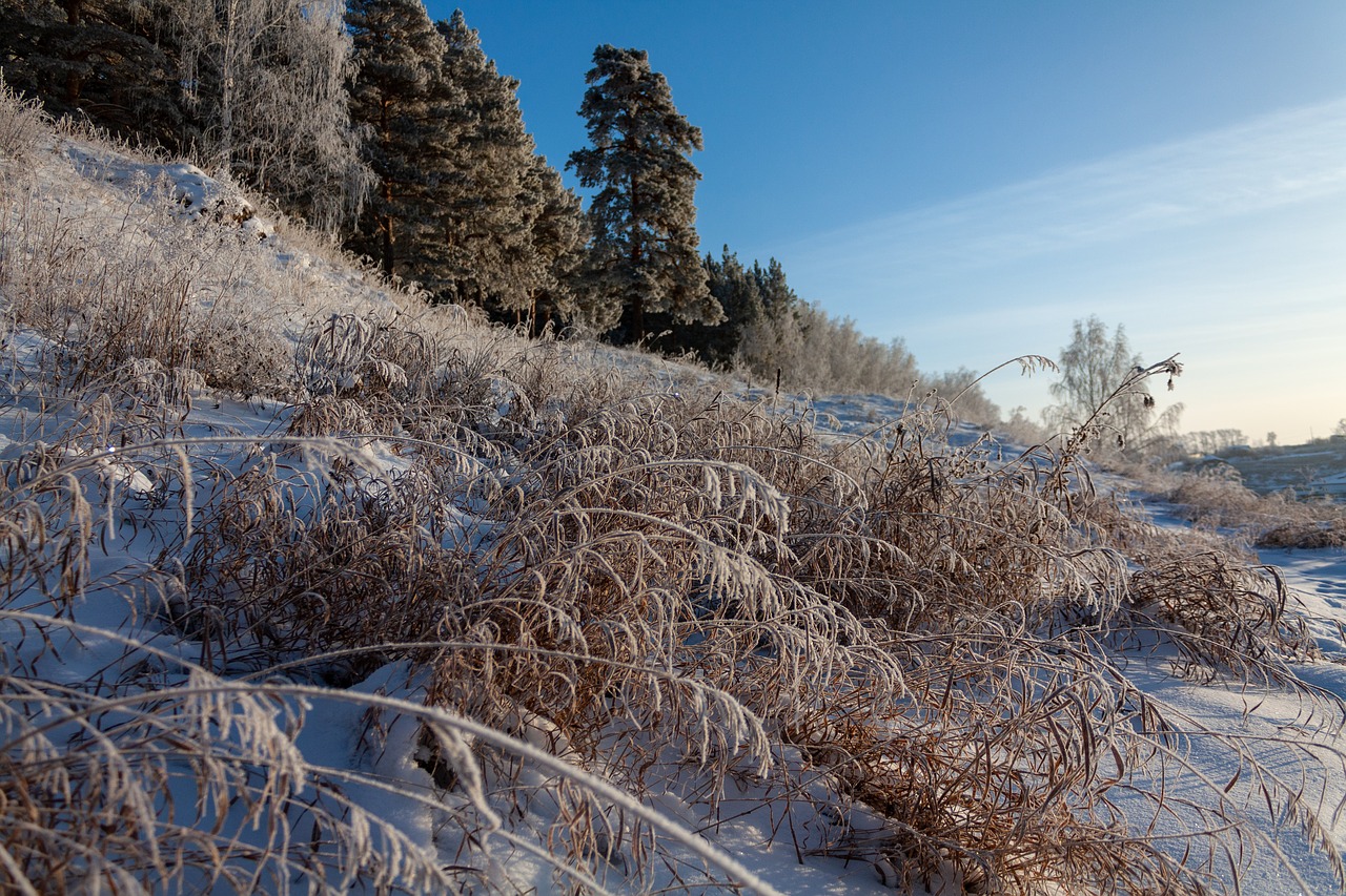 nature  forest  winter free photo