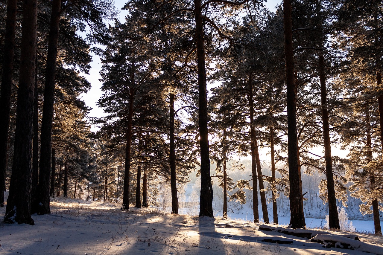 nature  forest  winter free photo