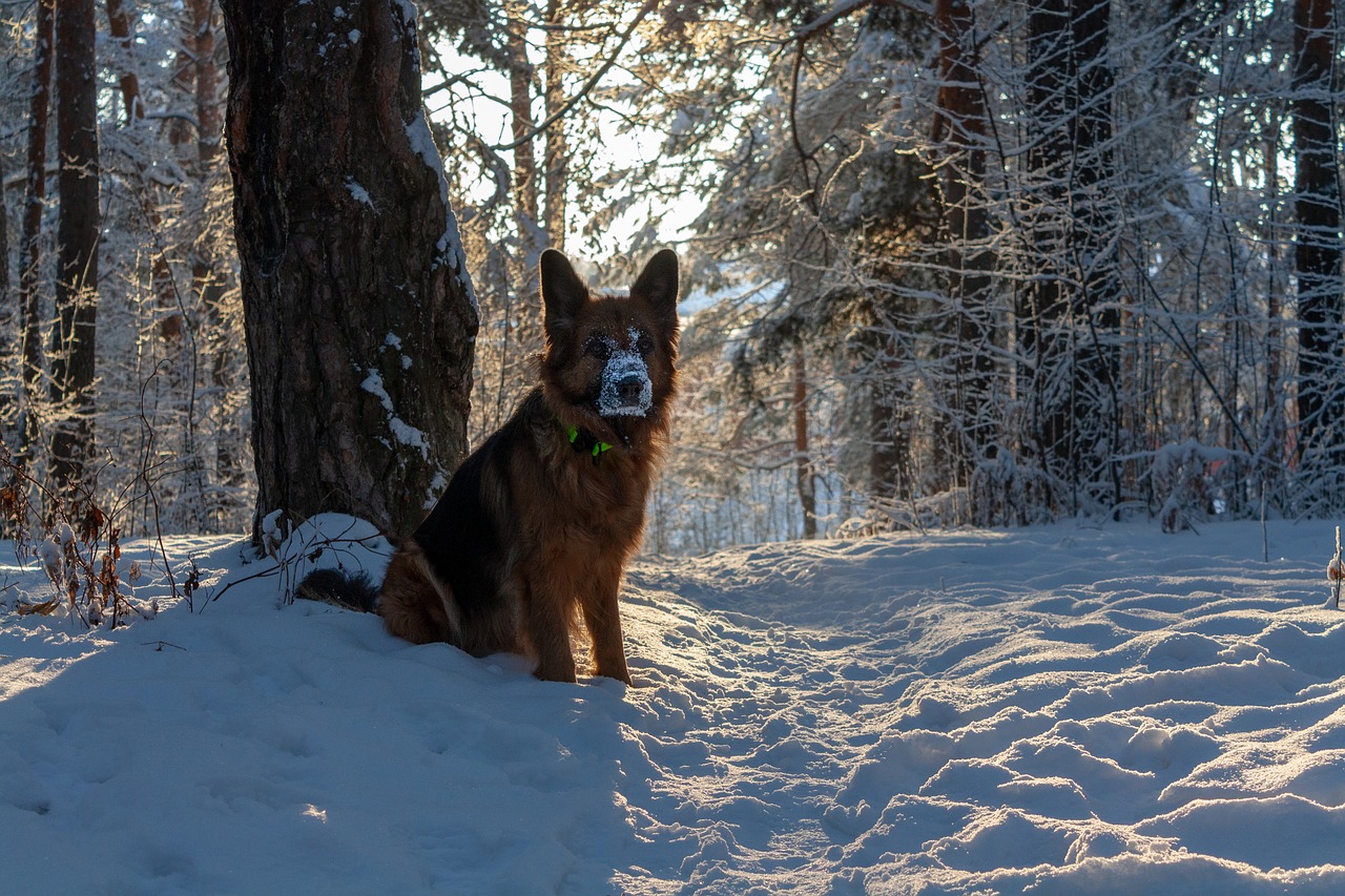 nature  forest  winter free photo