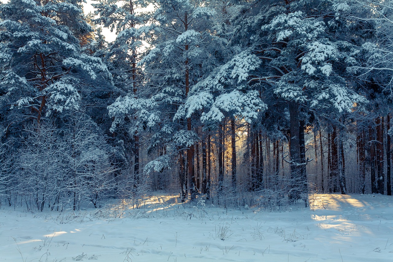 nature  winter  forest free photo