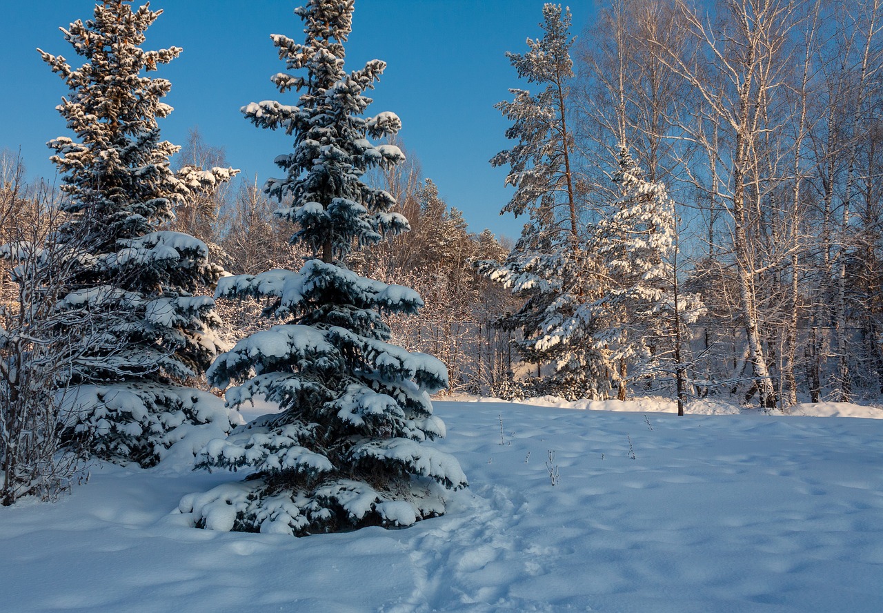 nature  forest  winter free photo