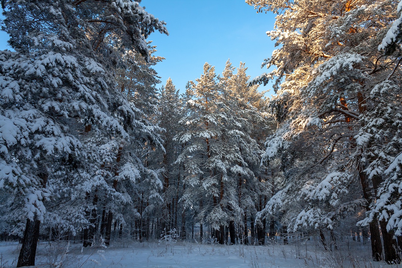 nature  forest  winter free photo