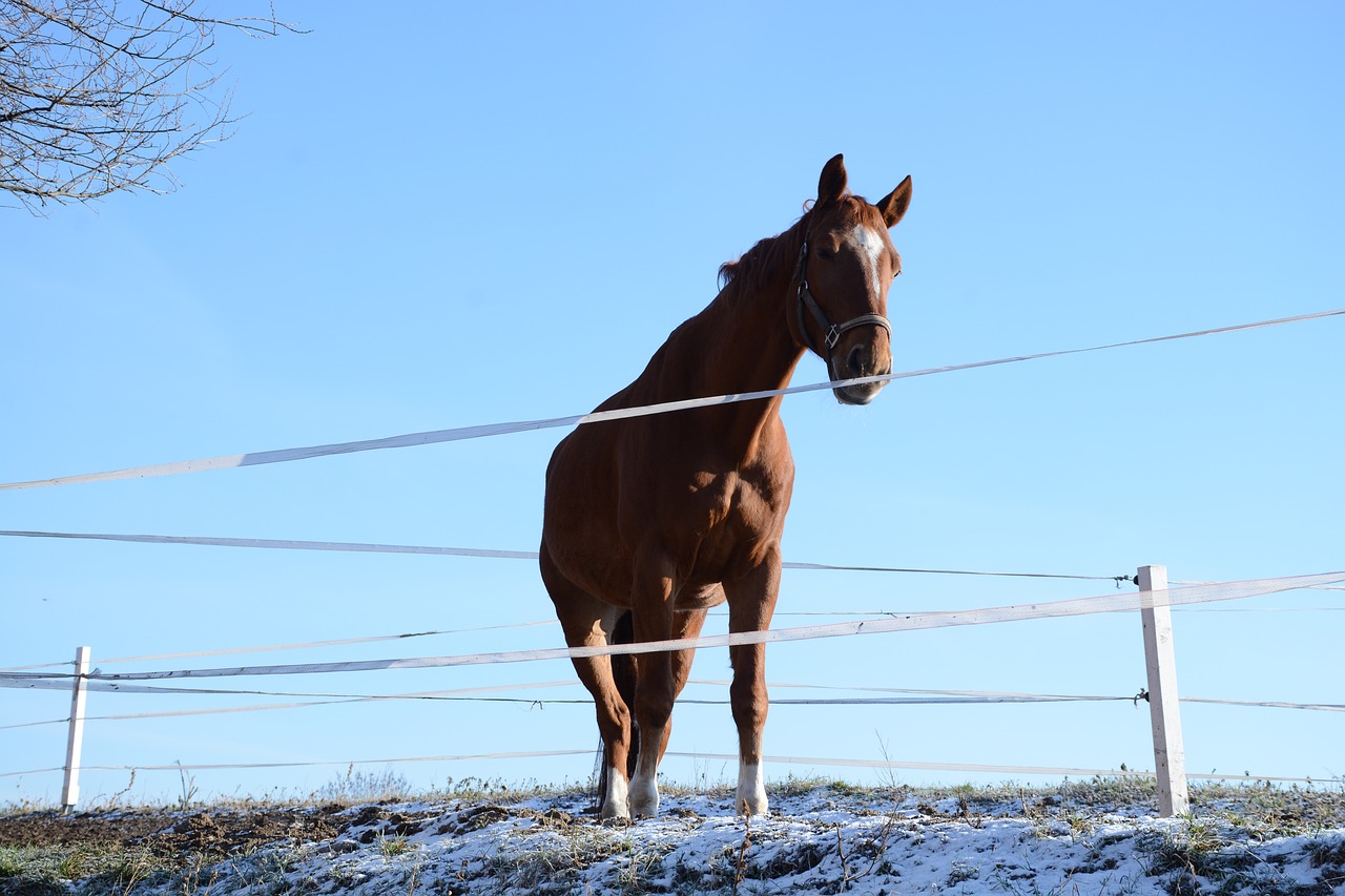 nature  horse  animal free photo