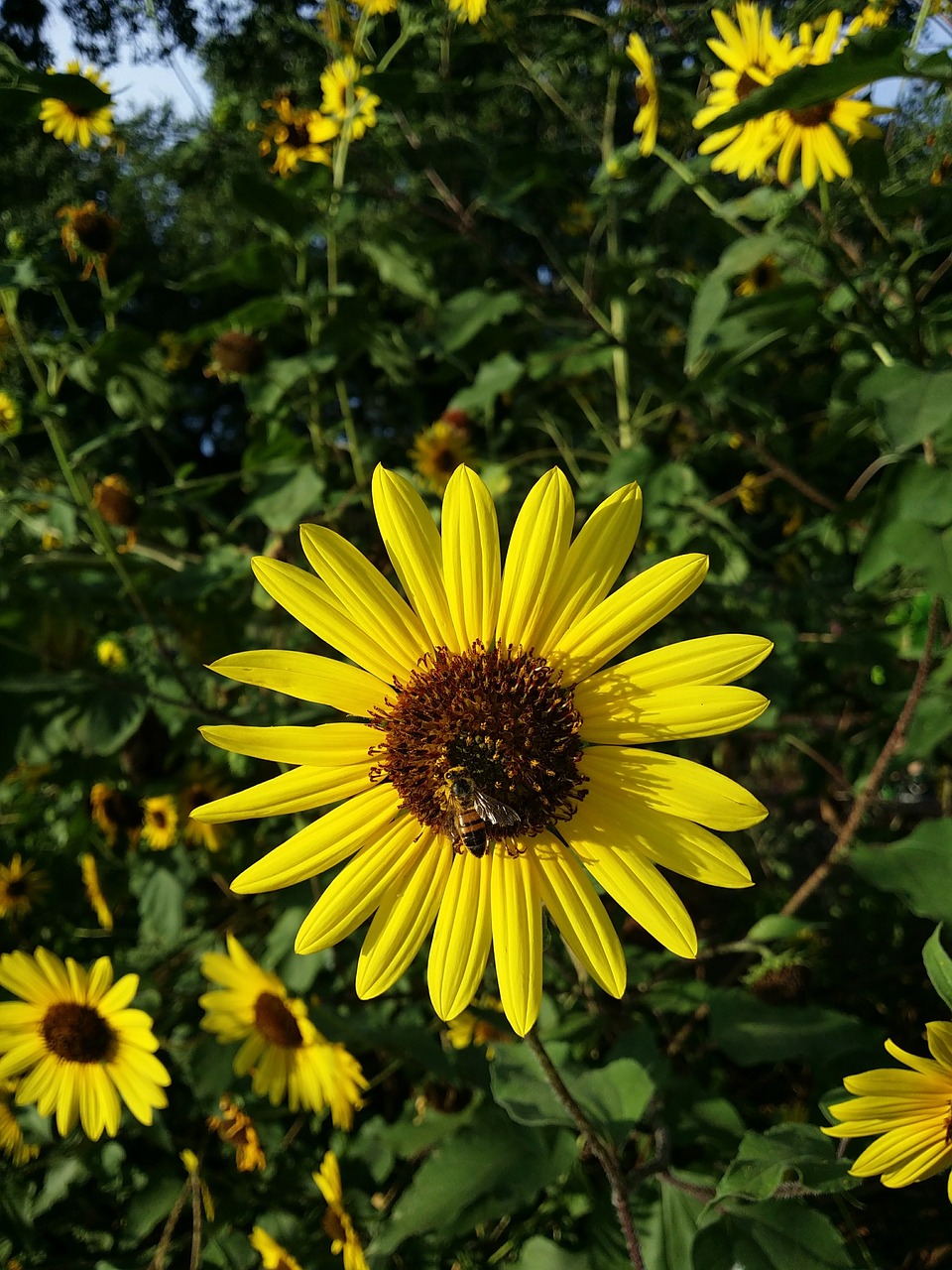 nature  flower  bee free photo