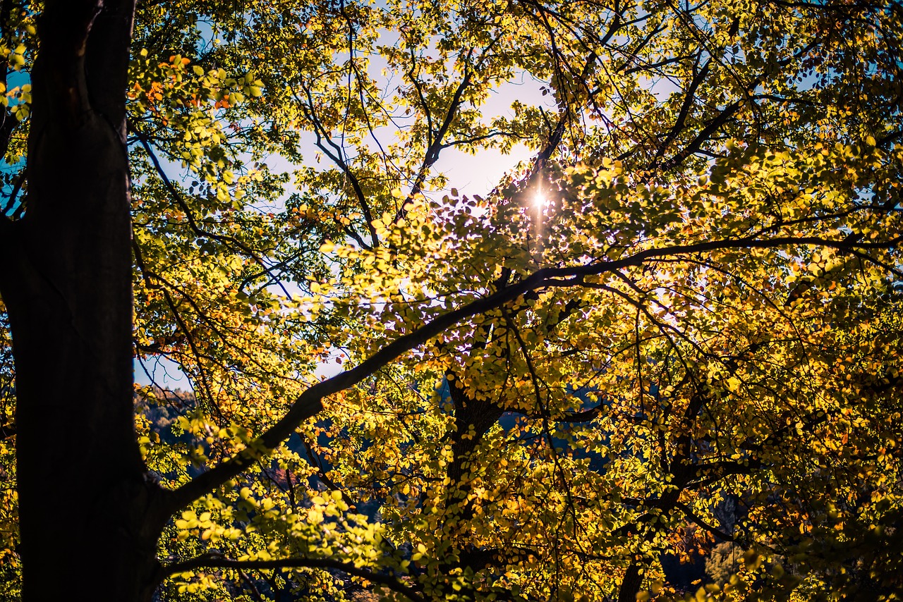 nature  green  forest free photo