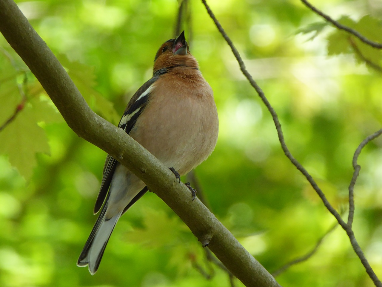 nature  animal  singing free photo