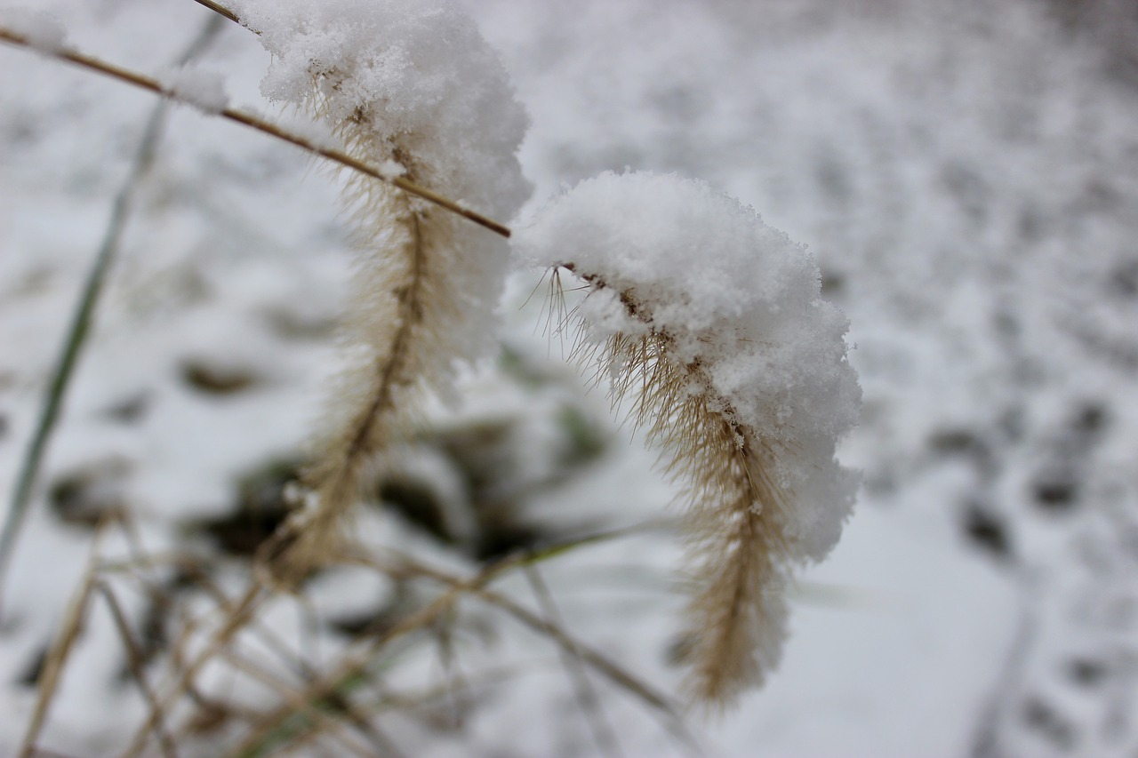 nature  snow  winter free photo