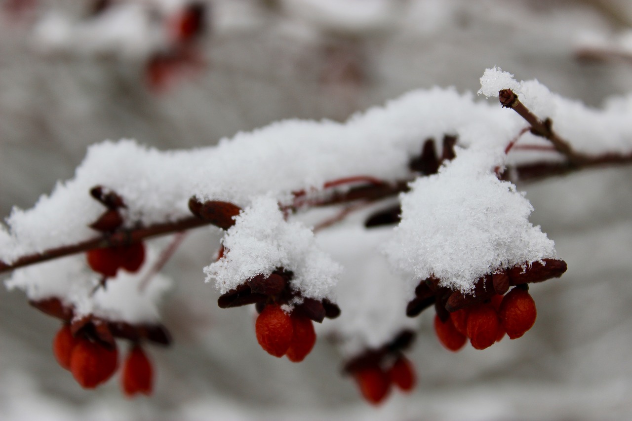 nature  snow  winter free photo