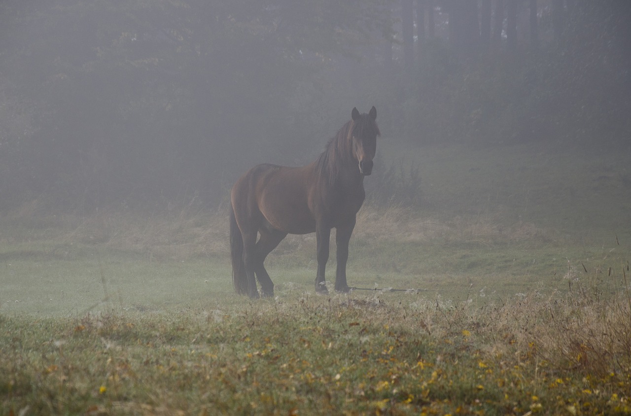 nature  horse  montenegro free photo