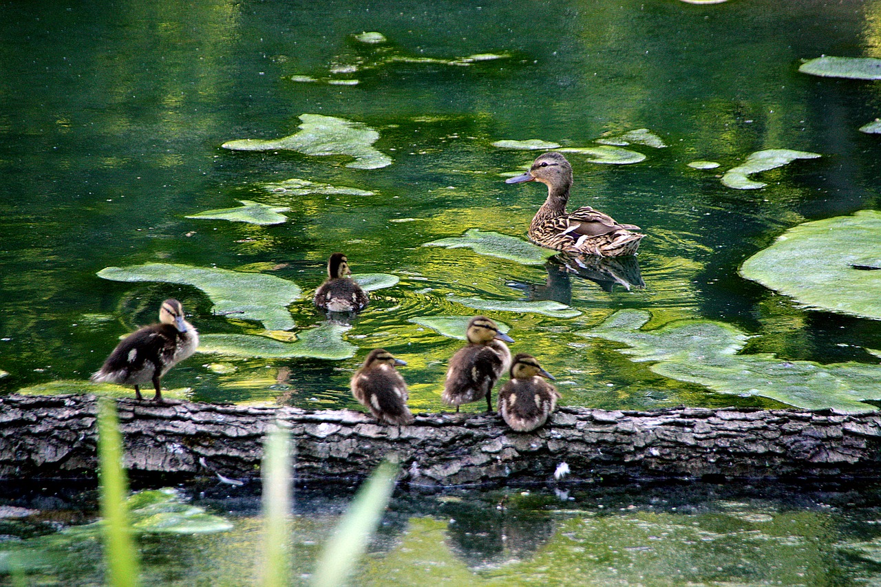 nature  animals  duck free photo