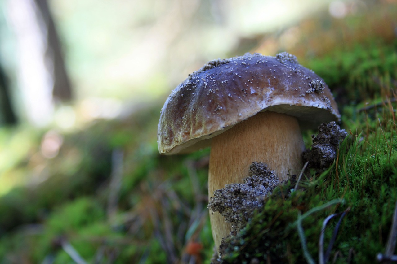 nature  forest  mushrooms free photo