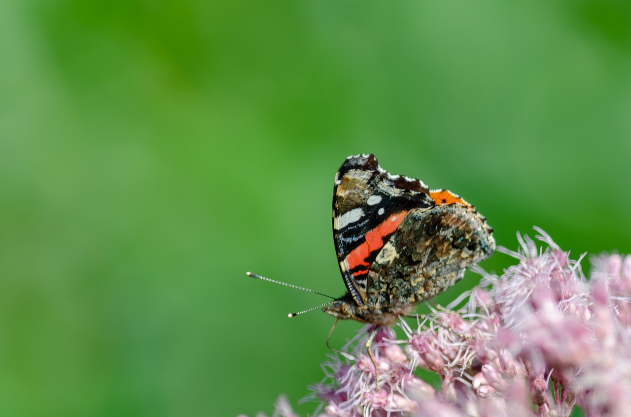 nature  butterfly  bug free photo