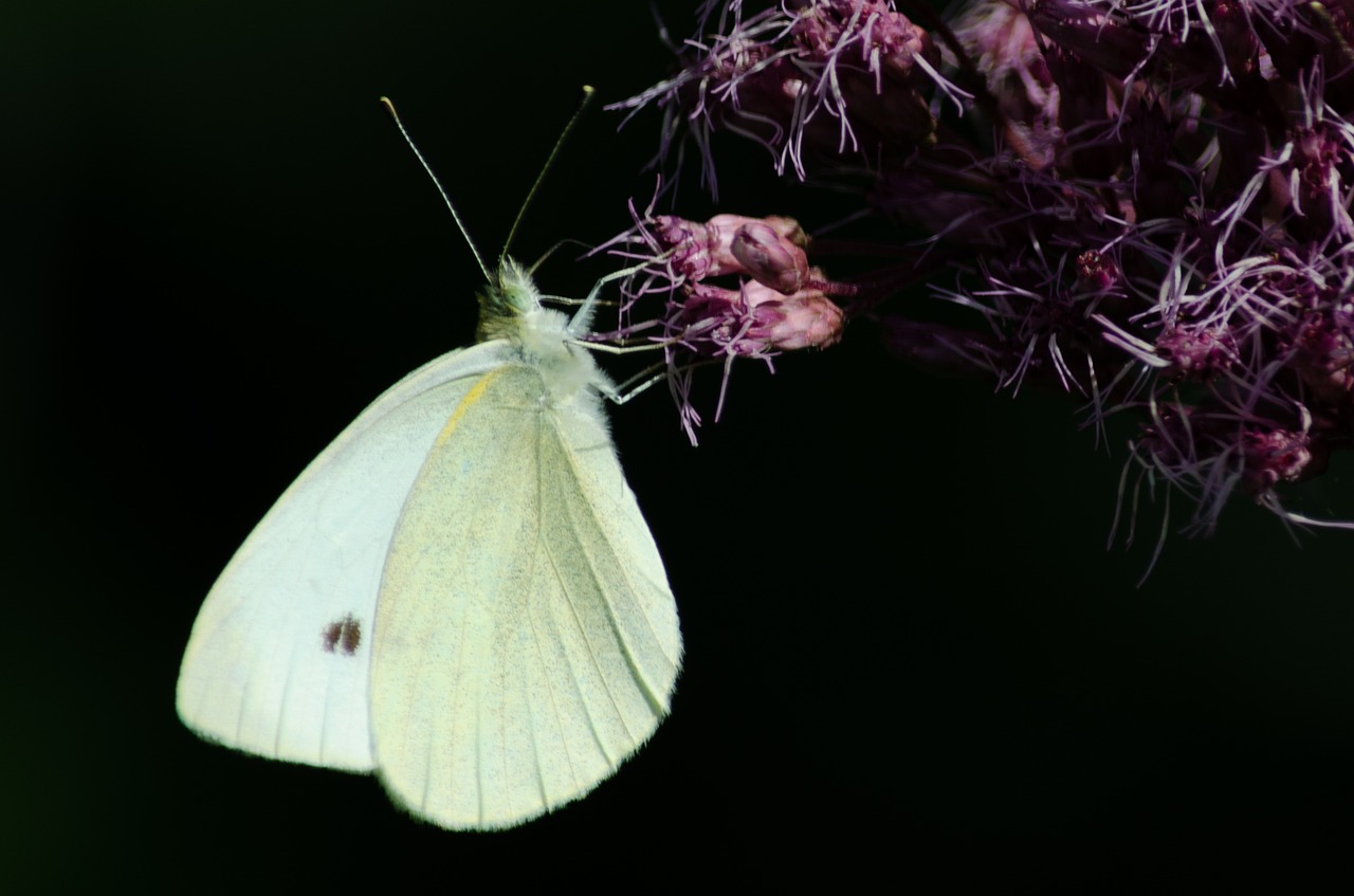 nature  butterfly  bug free photo