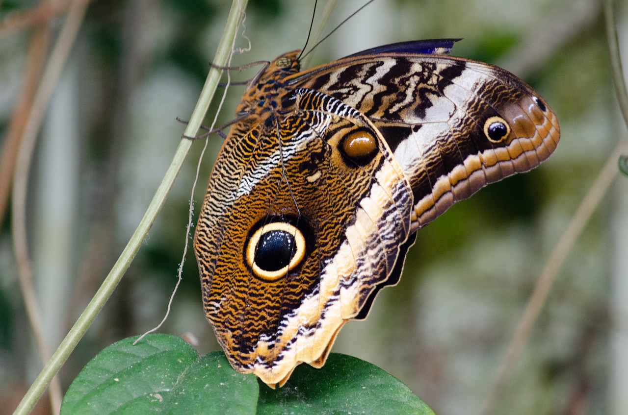 nature  butterfly  bug free photo