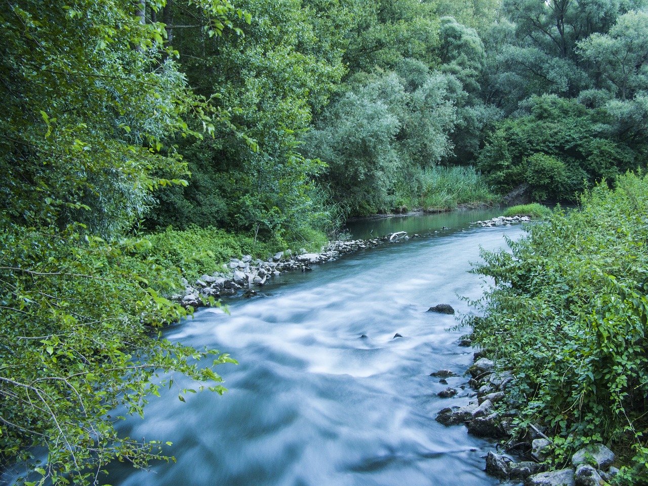 nature green water free photo