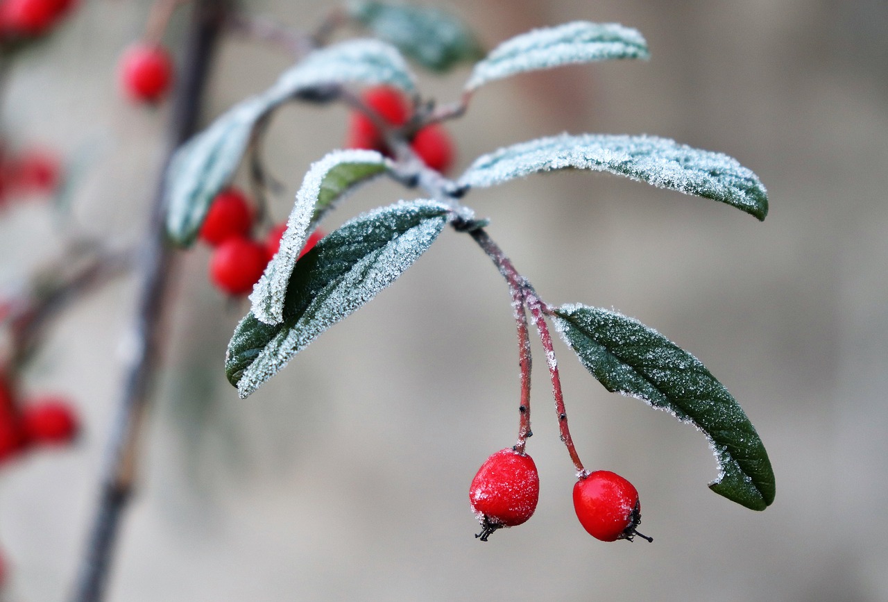 nature  winter  frost free photo