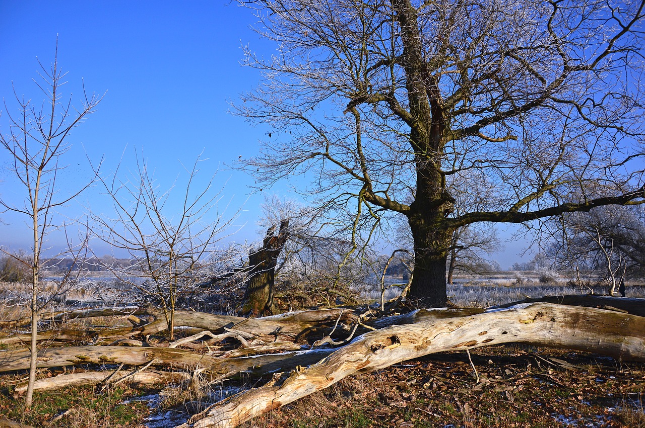 nature  landscape  trees free photo