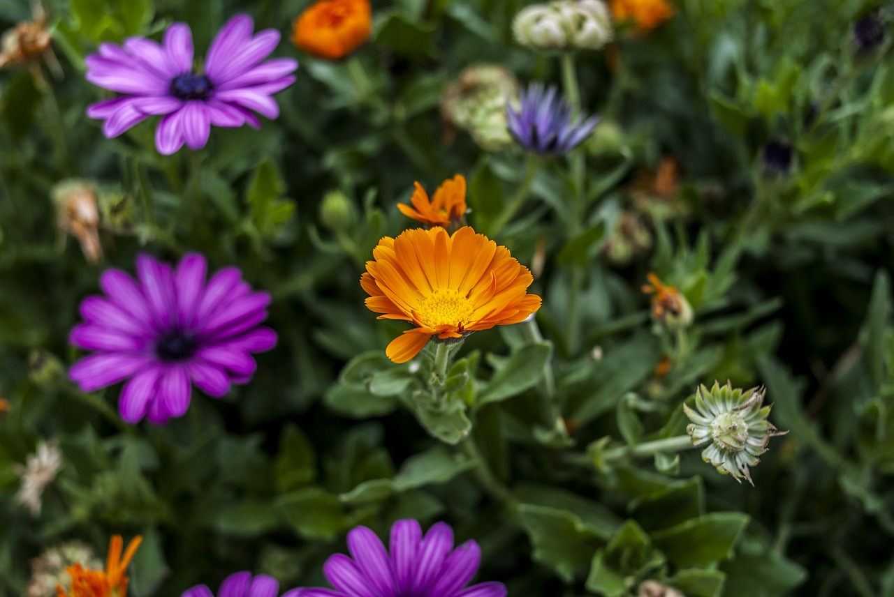 nature  flower  garden free photo