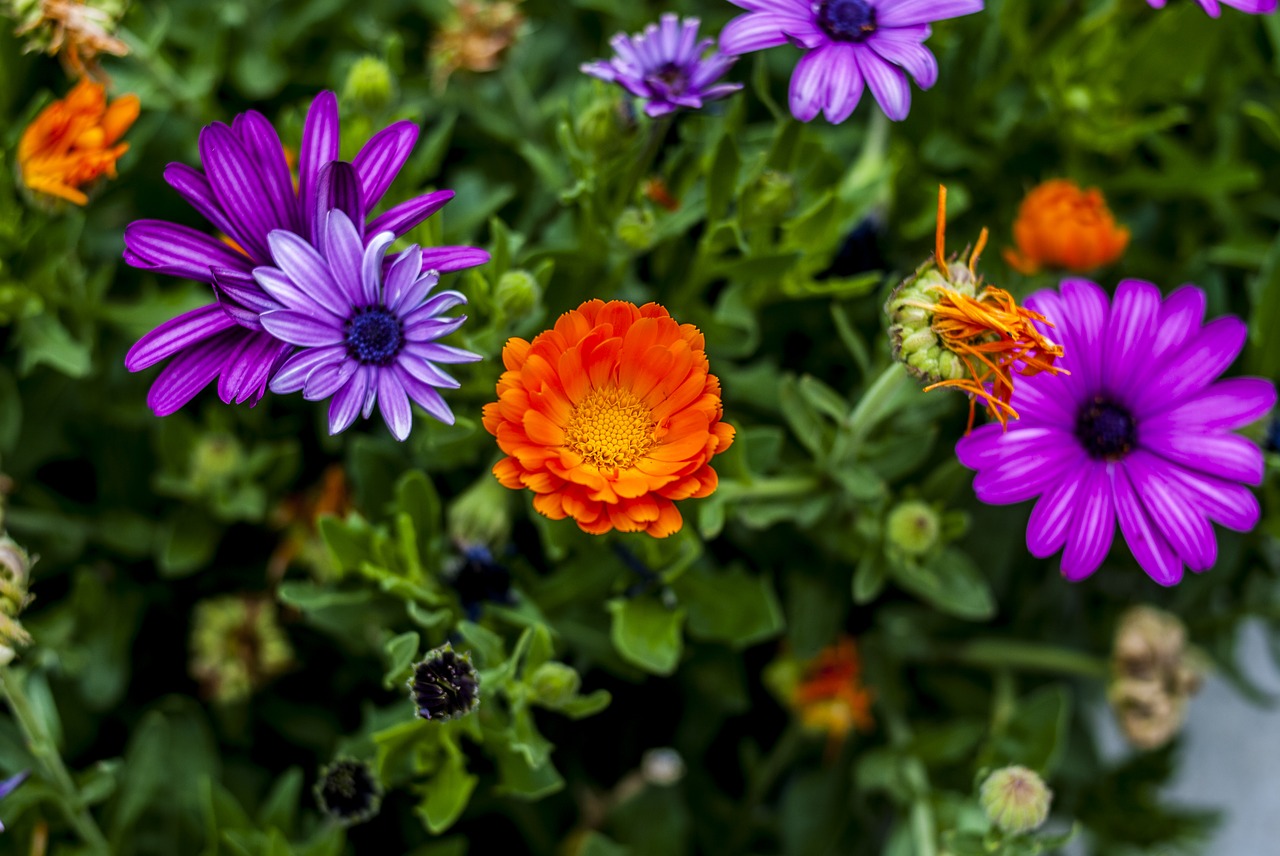 nature  flower  garden free photo