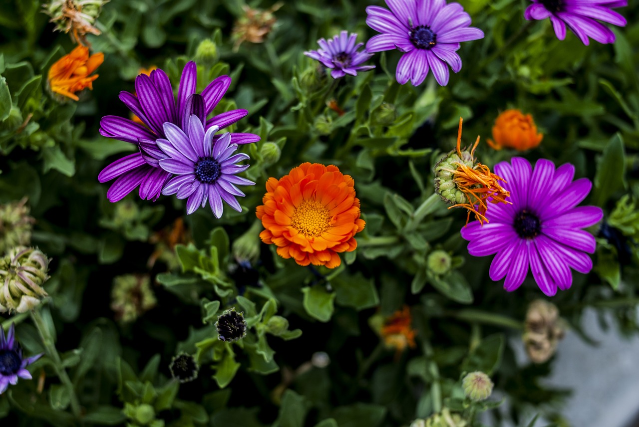 nature  flower  garden free photo