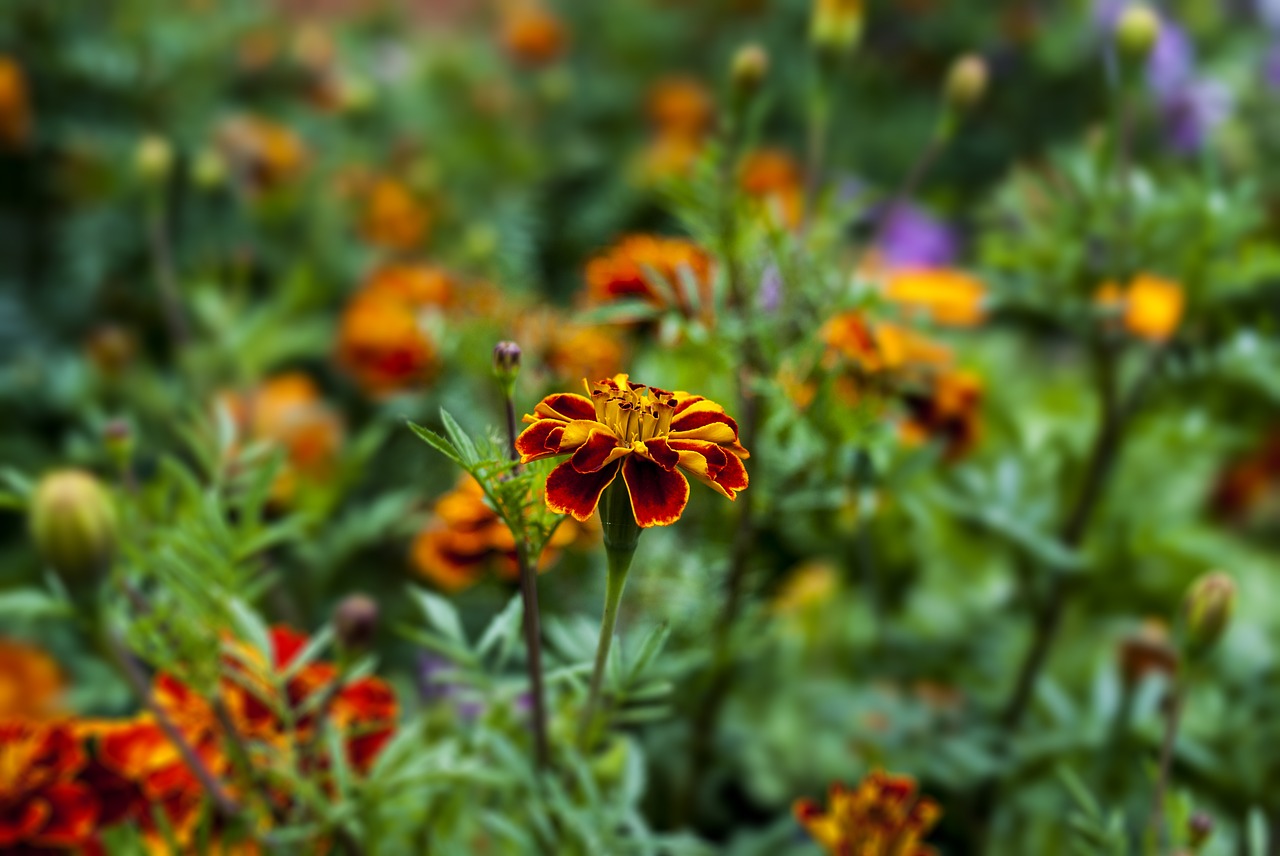 nature  flower  garden free photo