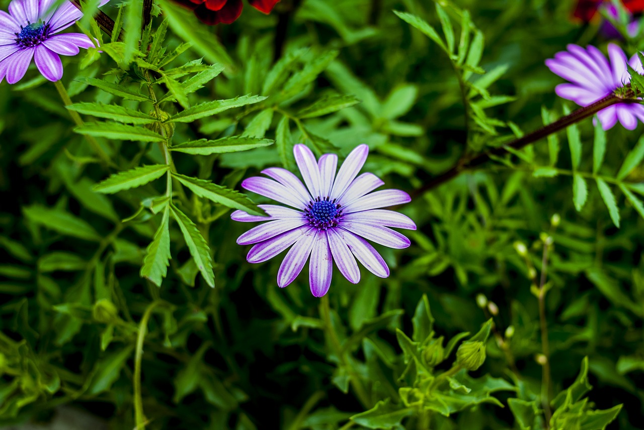 nature  flower  garden free photo