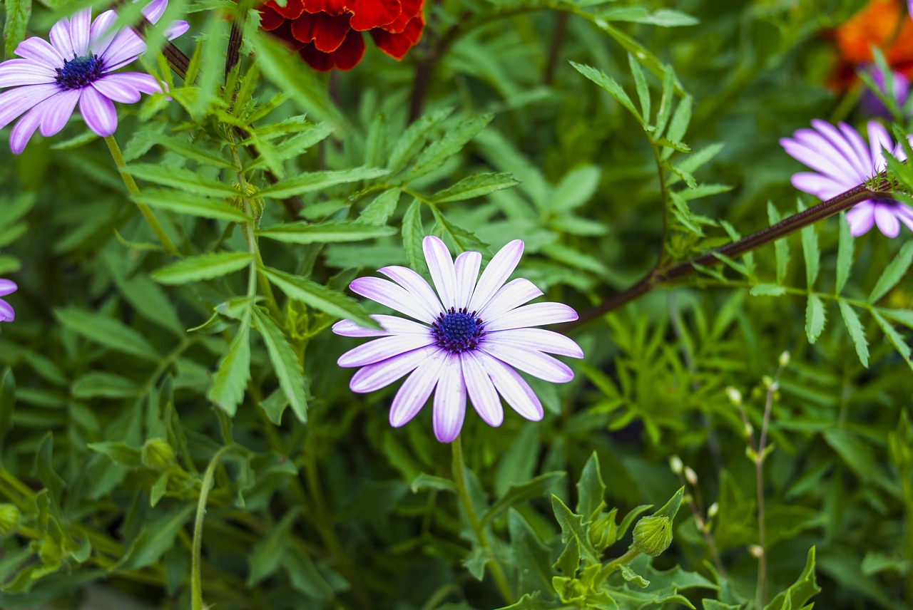 nature  flower  garden free photo