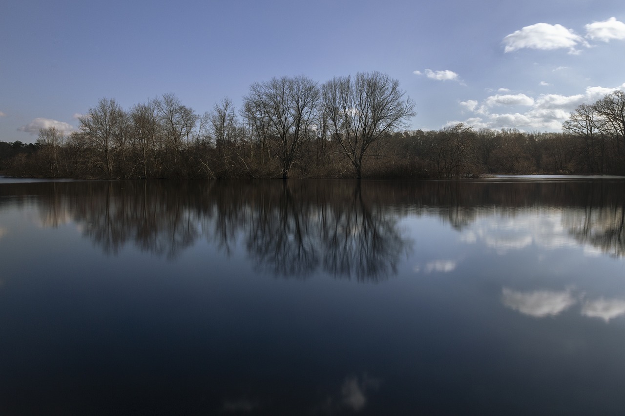 nature  trees  water free photo