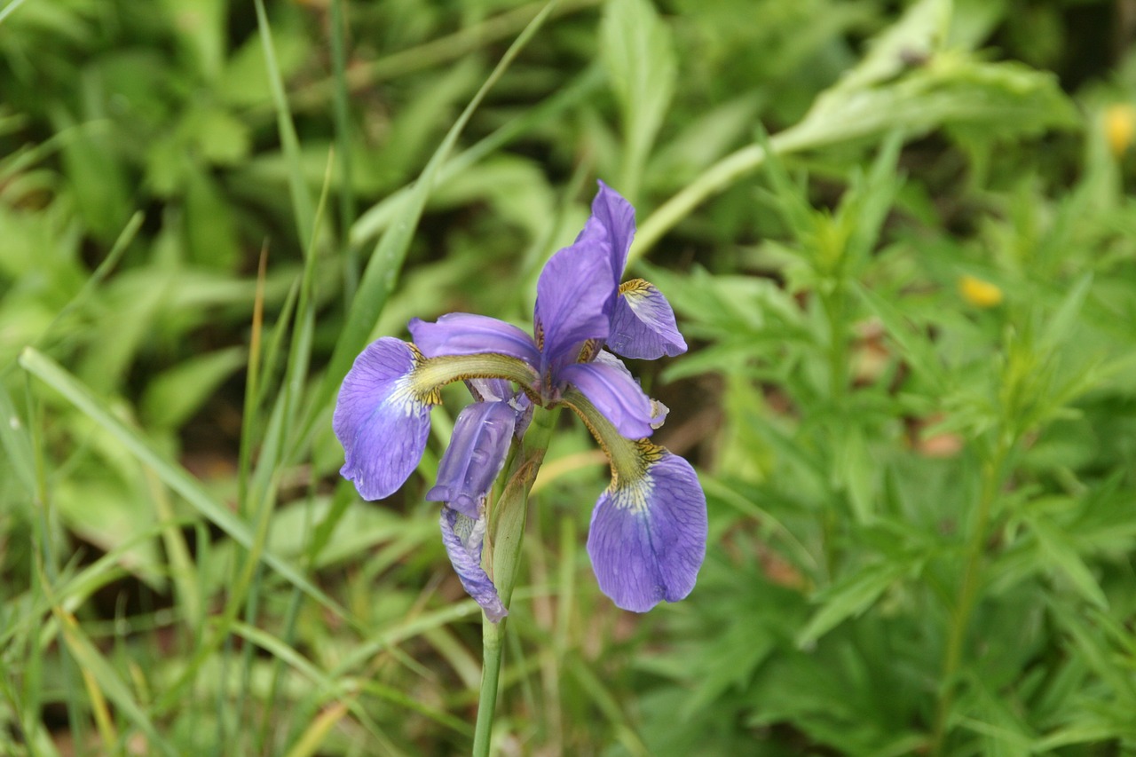 nature  flowers  lily free photo