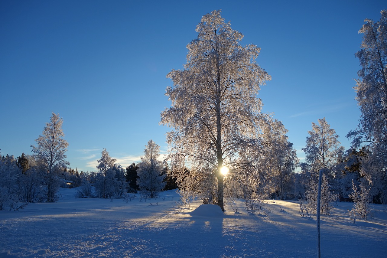 nature  tree  snow free photo