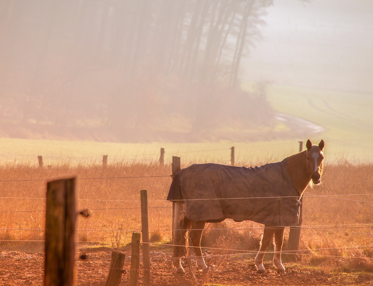 nature  animals  horse free photo