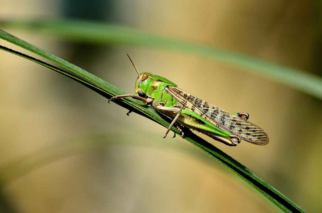 nature  insects  grasshopper free photo