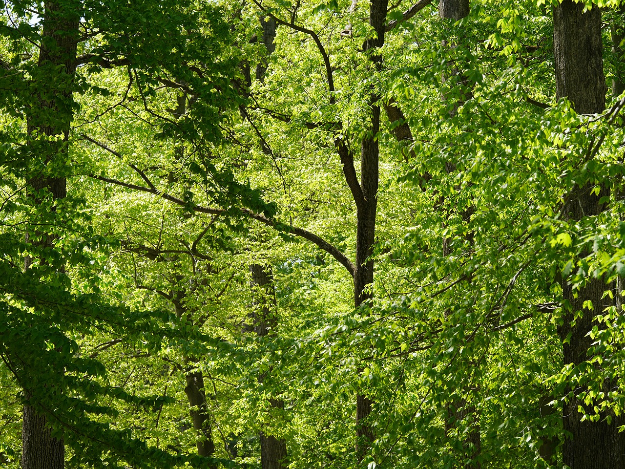 nature trees leaves free photo