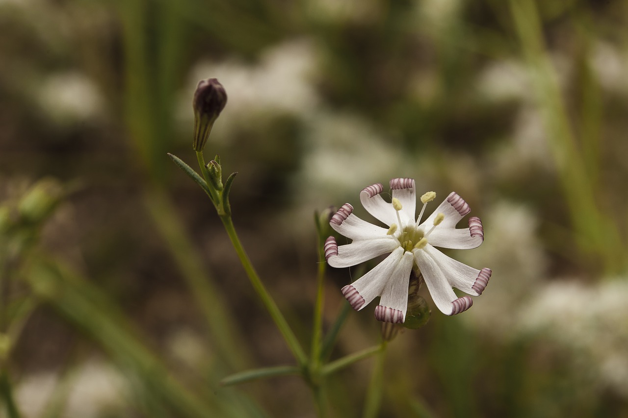 nature  flower  summer free photo